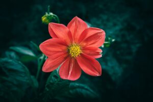 A close up of an orange Dahlia flower and green leaves